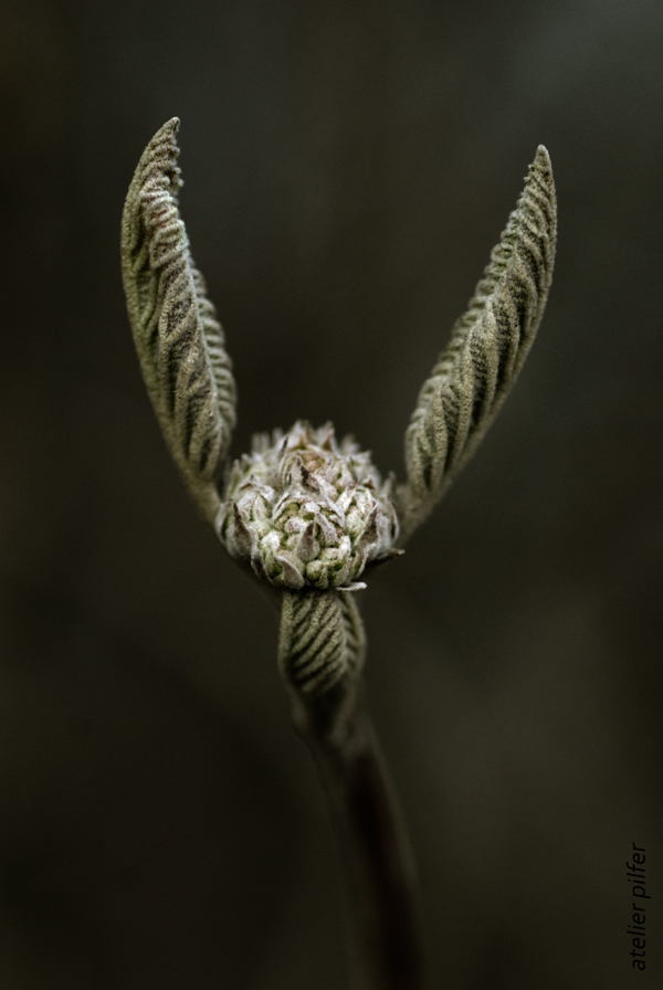 Viorne lantane bourgeon V c