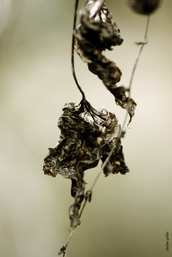 feuille de cornouiller II