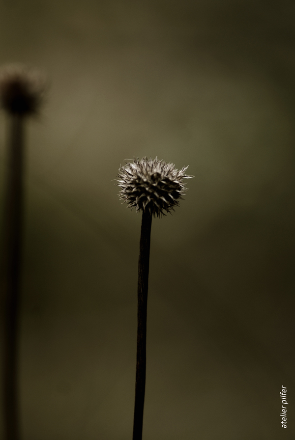 scabieuse colombaire I